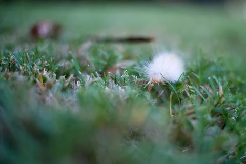 Virginia Tiger Moth crawling though cut turf in macro view. Stock Photos