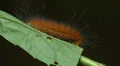 Virginia Tiger Moth (Spilosoma virginica) Caterpillar 3 HD Footage