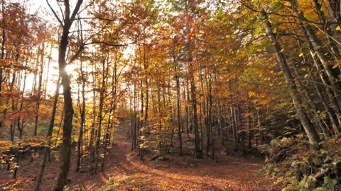 Virtual Drive around Autumn Forest Stock Footage 207781184