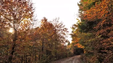 Virtual Drive around Autumn Forest Stock Footage 207785742