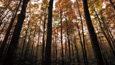 Virtual Drive around Autumn Forest Video stock 207786651