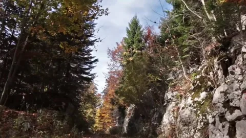 Virtual Drive in the Autumn Forest Video stock 207929979