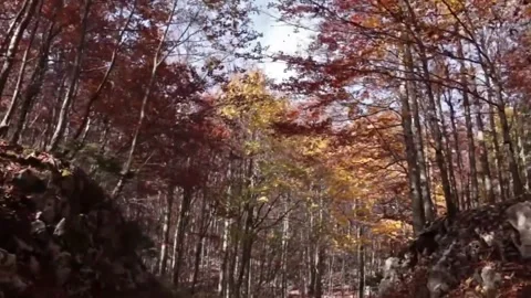 Virtual Drive in the Autumn Forest Stock Footage 207931019