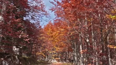 Virtual Drive in the Autumn Forest Stock Footage 207931414