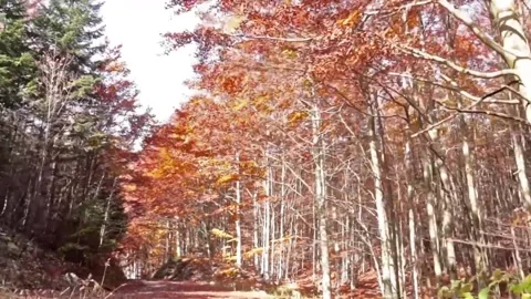 Virtual Drive in the Autumn Forest Video stock 207933105