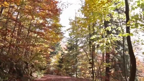 Virtual Drive in the Autumn Forest Video stock 207934059
