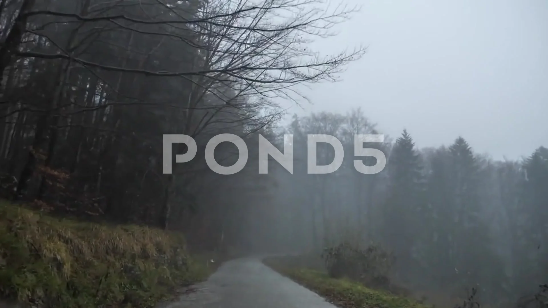 Virtual Drive Through The Dark and Foggy Forest / Rain and Thunder 