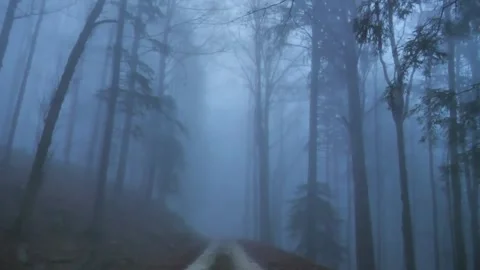 Virtual Drive Through The Dark and Foggy Forest / Rain and Thunder 