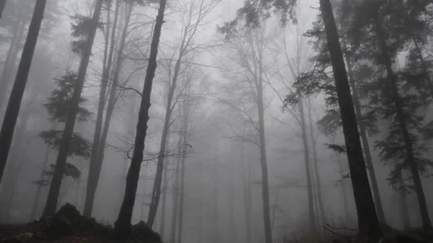 Virtual Drive through Foggy Forest Stock Footage 207937892
