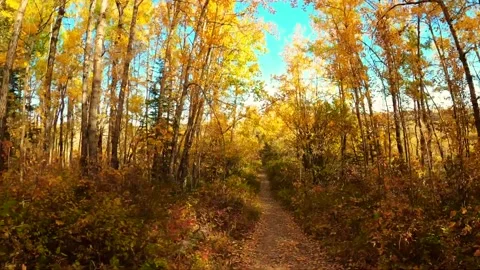 Virtual Hike through Autumn Forest Video stock 208450347
