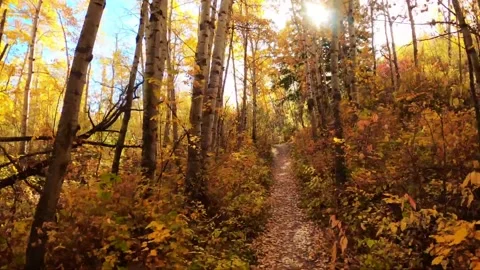 Virtual Hike through Autumn Forest Video stock 208559284