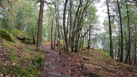 Virtual Hike through through Forest Stock Footage 208401402