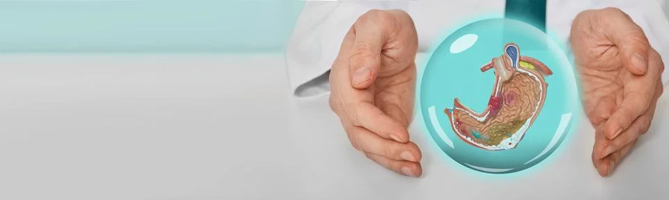 Virtual human stomach between doctor's hands demonstrates stomach health an.. 库存照片