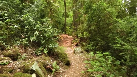 Virtual nature hike shot walking through the forest Stock-Footage 164578545