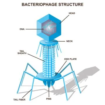 Virus bacteriophage model. Isolated vector illustration Stock Illustration