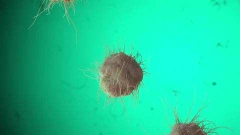 Virus On Blue Background 3D Animation Stock Footage 265030335