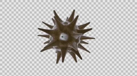 Virus cell brown Stock Footage 61129349