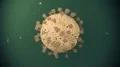 Virus coronavirus microscopic covid 19 cell ncov infection corona macro 4k or 4k+ Resolution