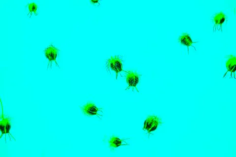 Virus  covid  bacterium Stock Photos