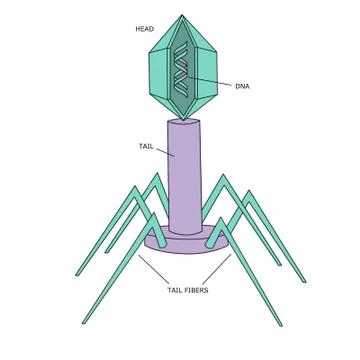 Virus Diagram Illustrazione stock