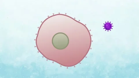 Virus enter a cell and immediately begin to multiply Stock Footage 137354510