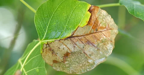 Virus on Ficus Religiosa leaf Stock Footage 288631392
