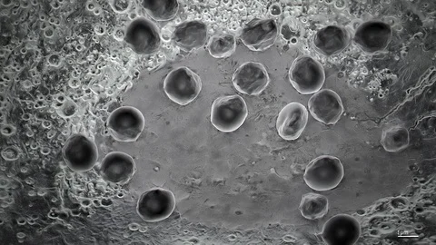 Virus life style 2 Stock Footage 98781355