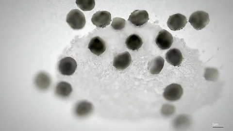 Virus life style 5 Stock Footage 98776985