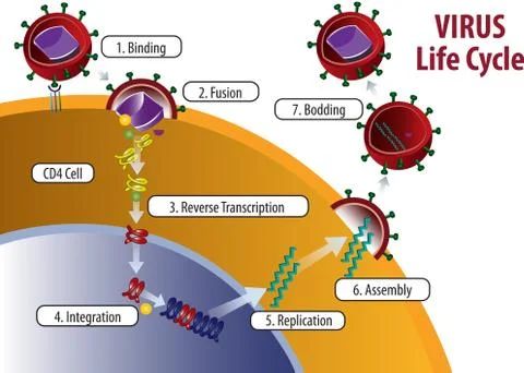 Virus LifeCycle Stock Illustration
