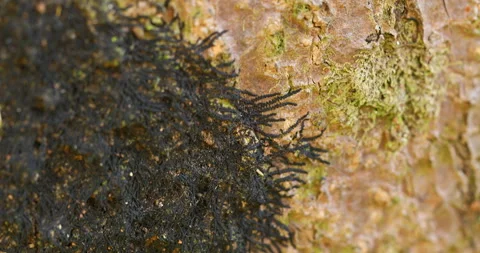 Virus On a Tree Trunk Stock Footage 293115398