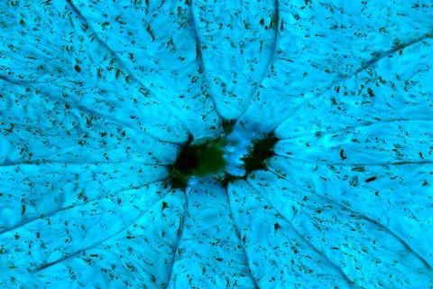 Virus under microscope. Bacteria macro in blue colors Virus under microsco... Foto stock