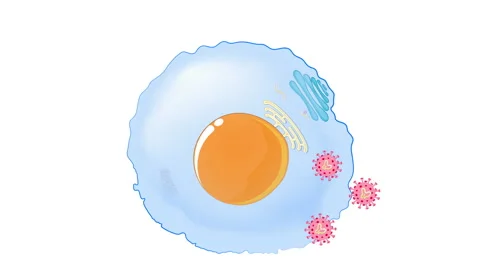 Viruses life cycle Vidéo 130800380