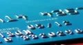 visa credit cards debit cards HD Footage