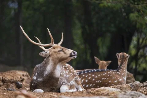 Visayan Spotted Deer Photos