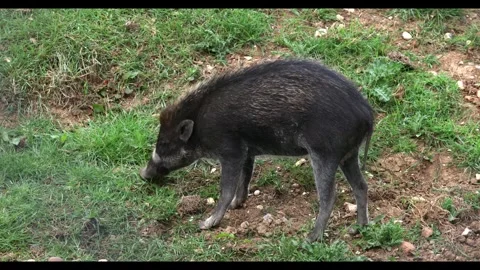 Visayan Warty Pig Stock Footage 337170367