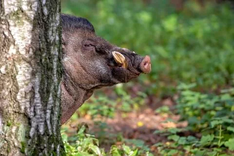 Visayan Warty Pig in the forest Stock Photos