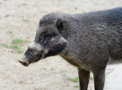 Visayan warty pig Stock Photos