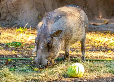 Visayan Warty Pig Stock Photos