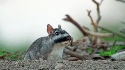 Viscacha Stock-Footage 21940133