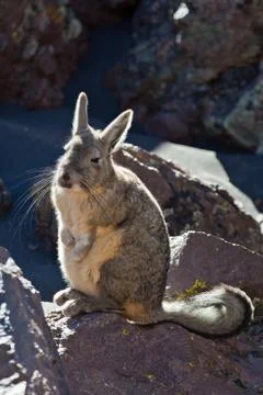 Viscacha Stock Photos