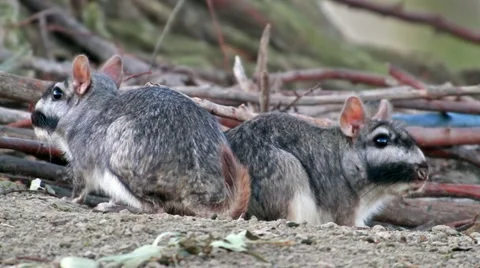 Viscachas Stock Footage 21939889