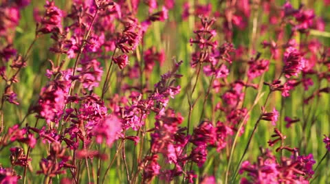 Viscaria Stock Footage 25138669