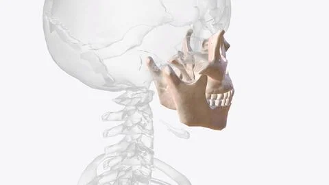 The viscerocranium is a collection of bones that make up the face skeleton Stock Illustration