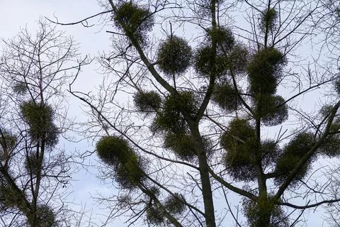 Viscum shrubs on tree branches Stock Photos