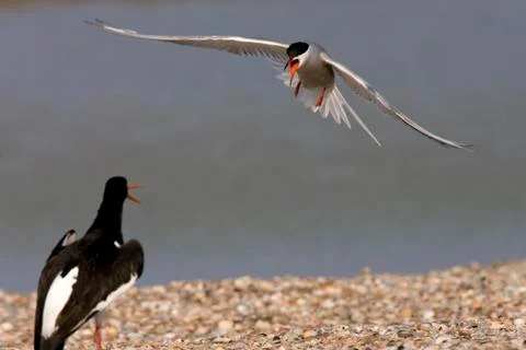 Visdief, Common Tern, Sterna hirundo Stock Photos