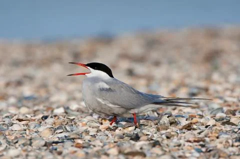 Visdief; Common Tern; Sterna hirundo Stock Photos