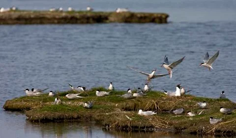 Visdief, Common Tern, Sterna hirundo Stock Photos