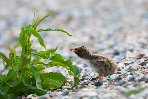 Visdief; Common Tern; Sterna hirundo, Stock Photos