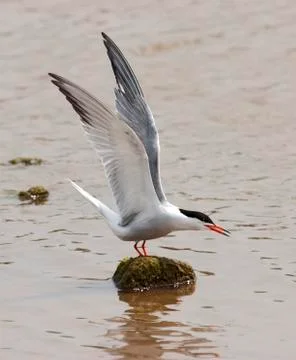 Visdief, Common Tern, Sterna hirundo Stock Photos