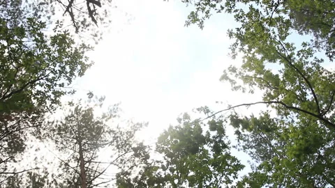Visible clouds on sunny sky between top of trees Stock Footage 122615107